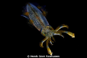 Squid by Henrik Gram Rasmussen 